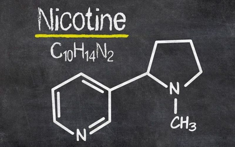 Thành phần chính có trong túi nicotine